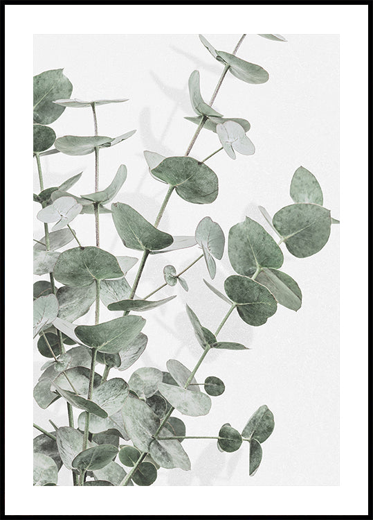 Eucalyptus n°2 Poster