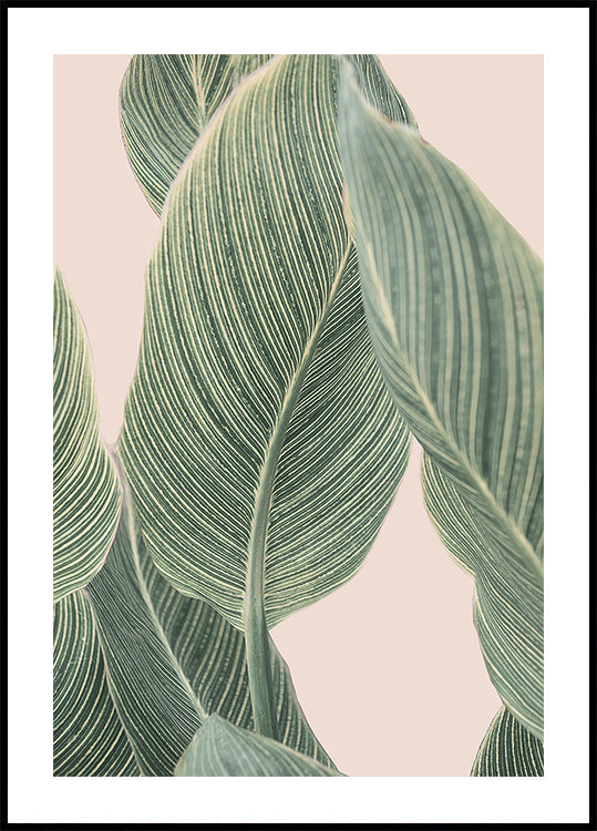 Feuille de Calla