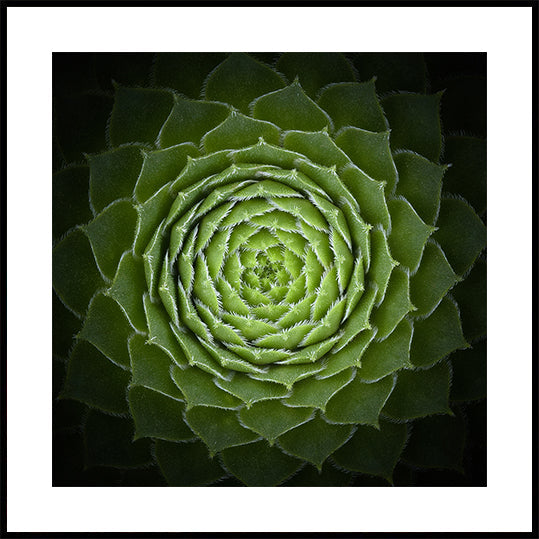 Succulente Affiche