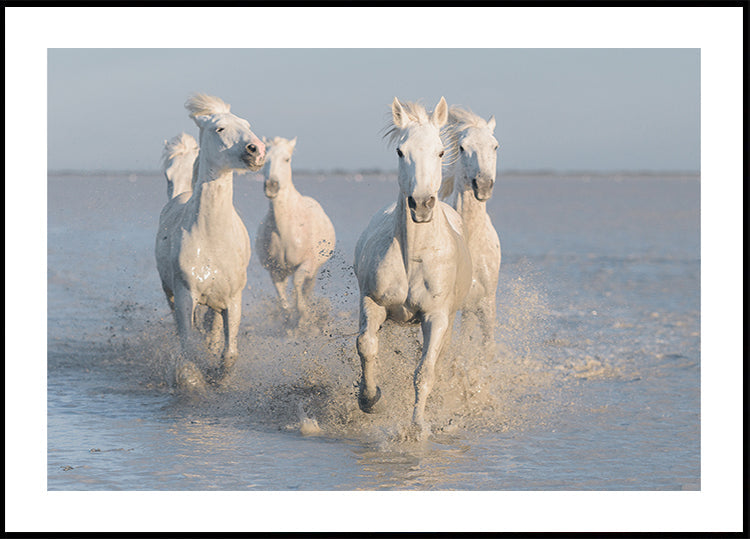 chevaux Poster