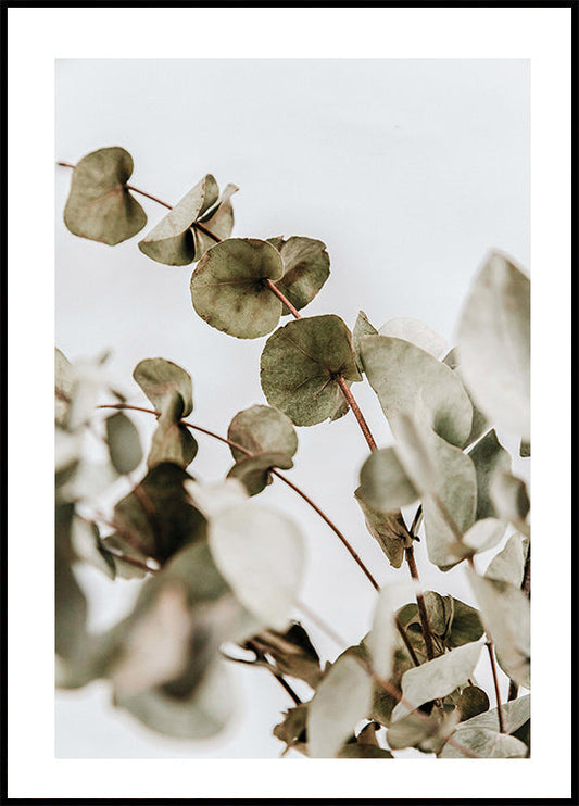 Affiche d'eucalyptus 