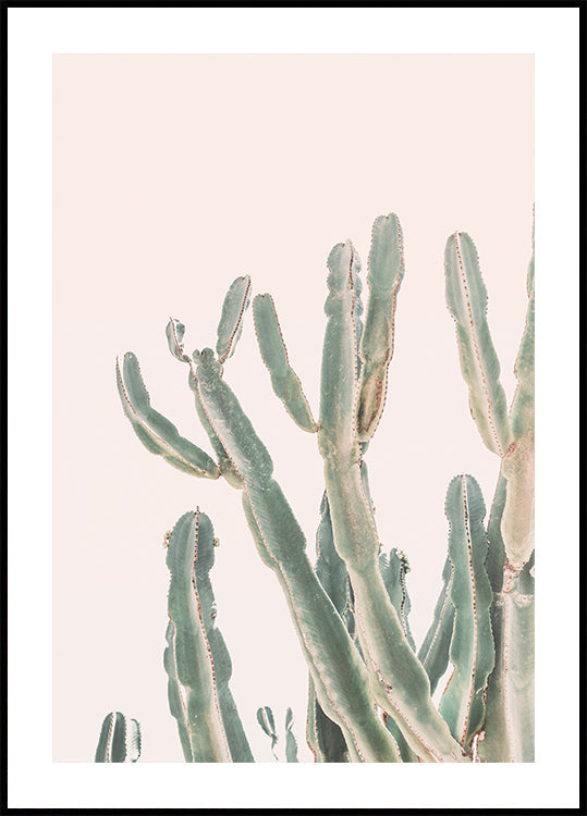 Cactus au lever du soleil