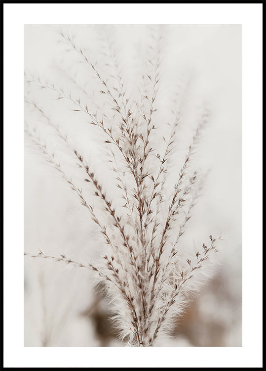 Affiche Nature Herbe Délicate