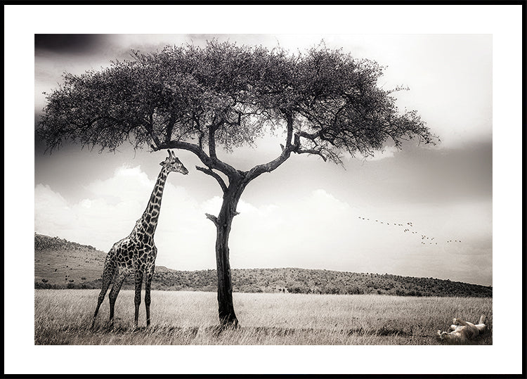 sous le soleil africain Poster