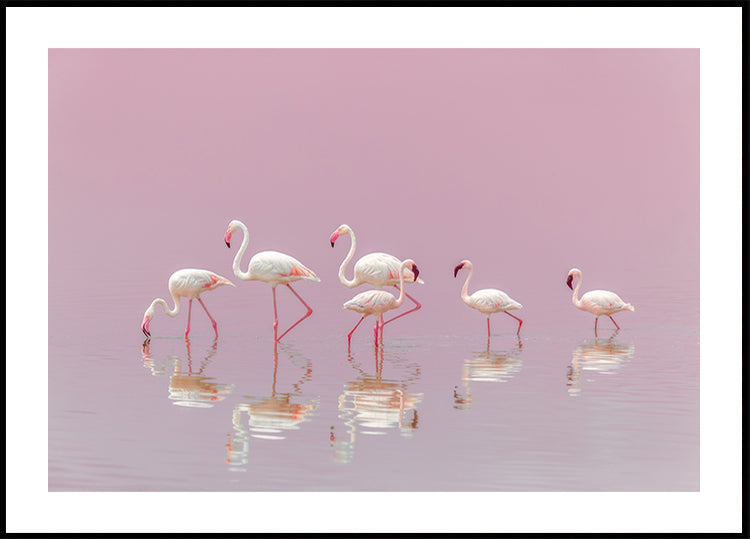 Flamants roses Poster