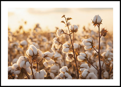 Affiche Fleurs de coton au coucher du soleil