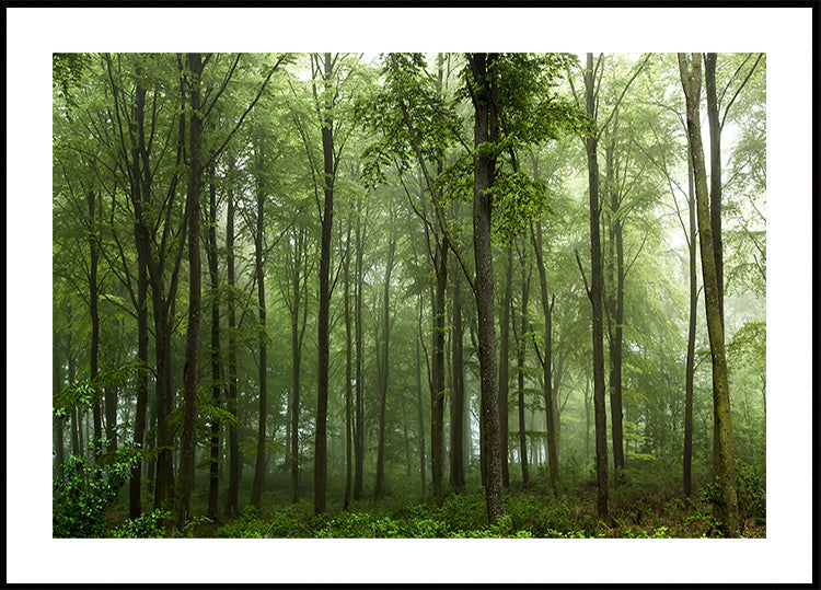 Forêt...