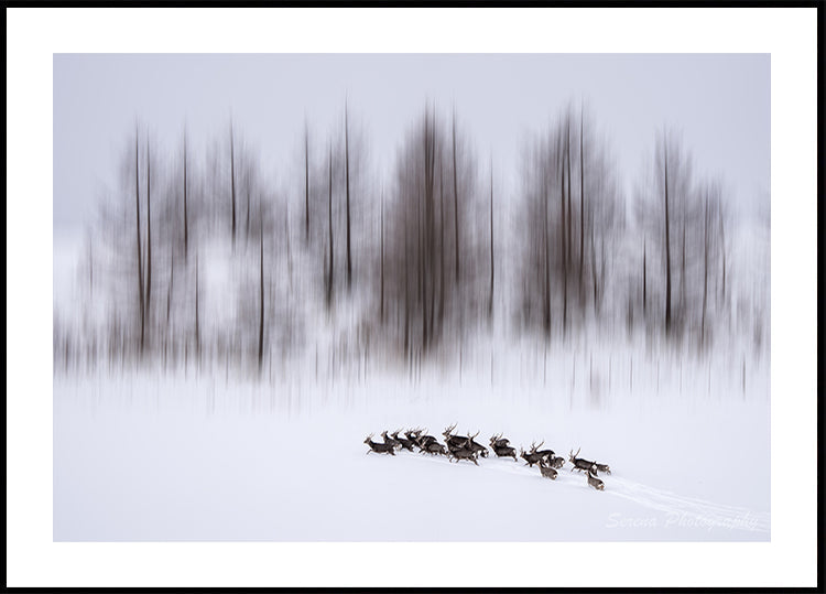 L'hiver à Hokkaido Poster