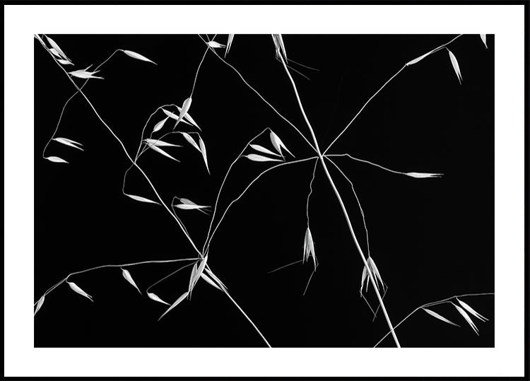 Lignes croisées
