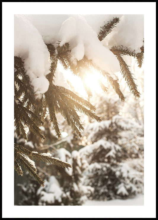 Affiche du soleil d'hiver