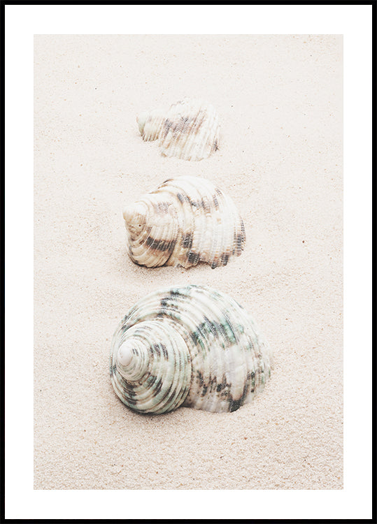 Coquilles