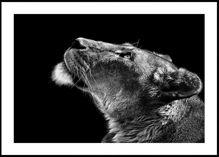 Regarder vers le haut Poster