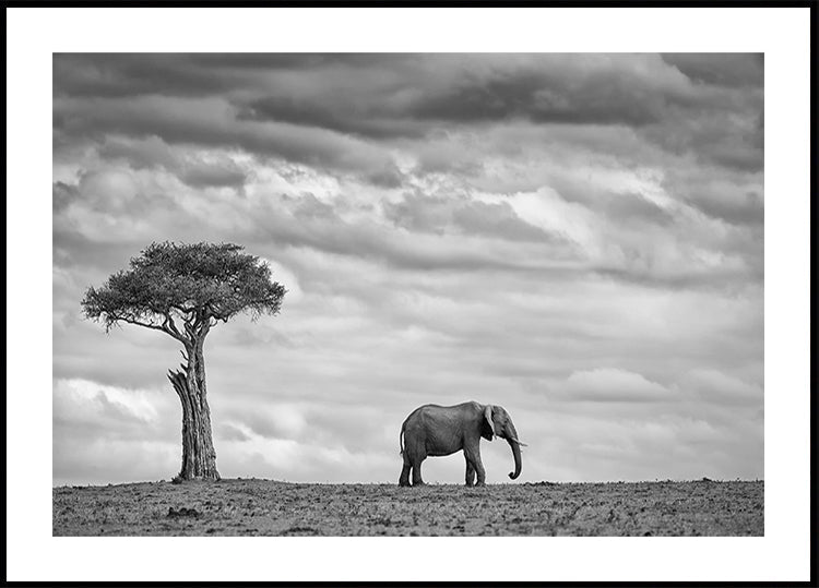 Paysage d'éléphants