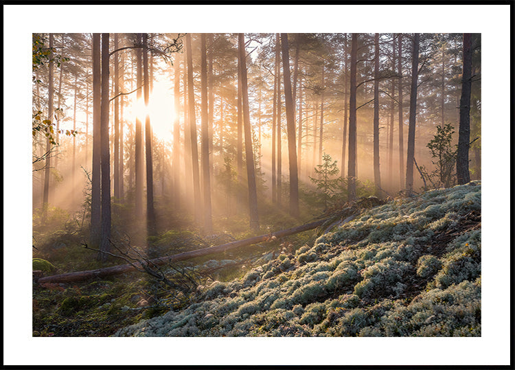 Poster Brouillard dans la forêt avec de la mousse blanche au premier plan