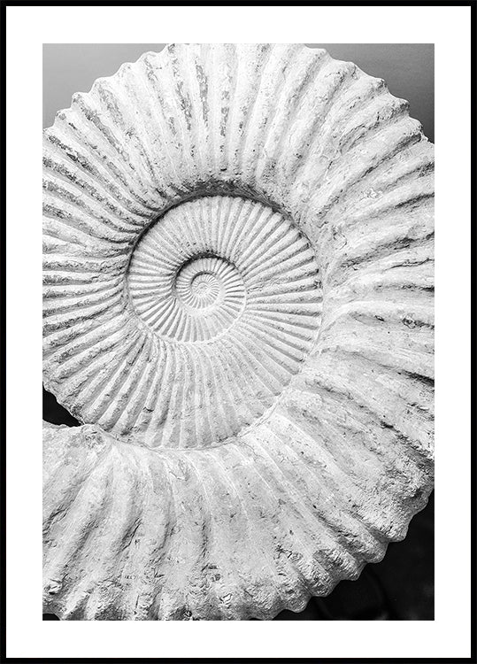 Rêves en spirale antiques