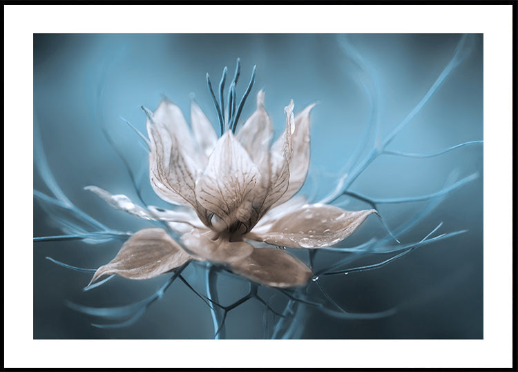 *Nigelle* Poster
