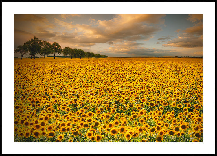 Tournesols