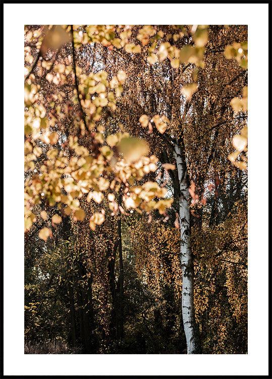 Bouleau d'automne
