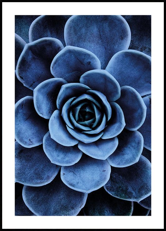 Affiche de plantes succulentes bleues 