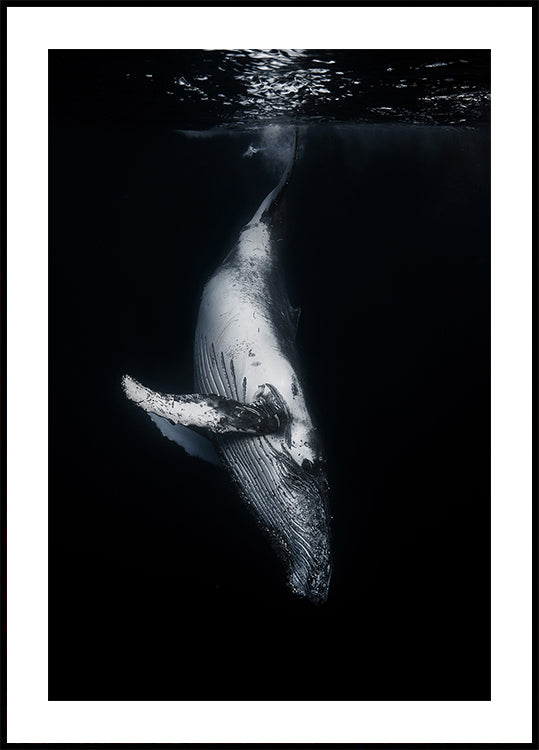 Baleine noire Poster