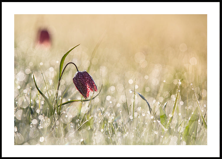 Rosée du matin