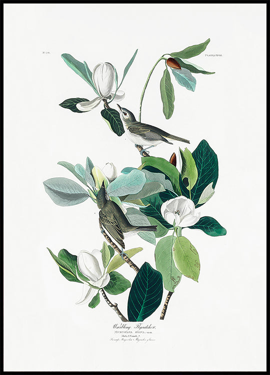 Moucherolle gazouillant d'oiseaux d'Amérique (1827) Poster
