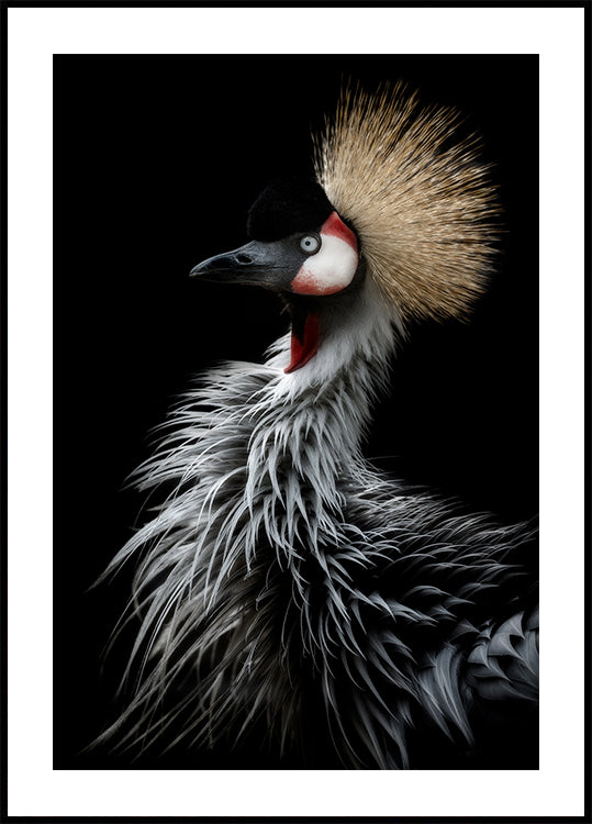 Portrait de grue couronnée