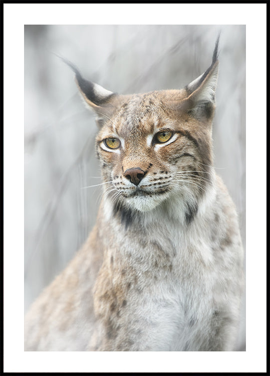 Portrait de lynx dans le brouillard Poster