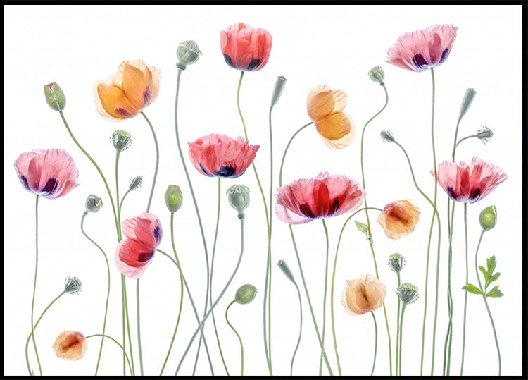 Fête du coquelicot