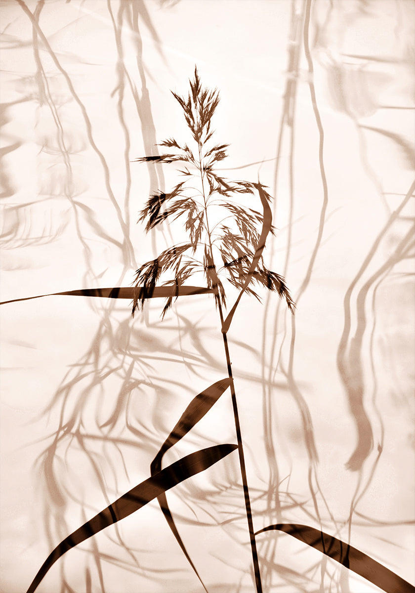 Réflexion de roseau Poster