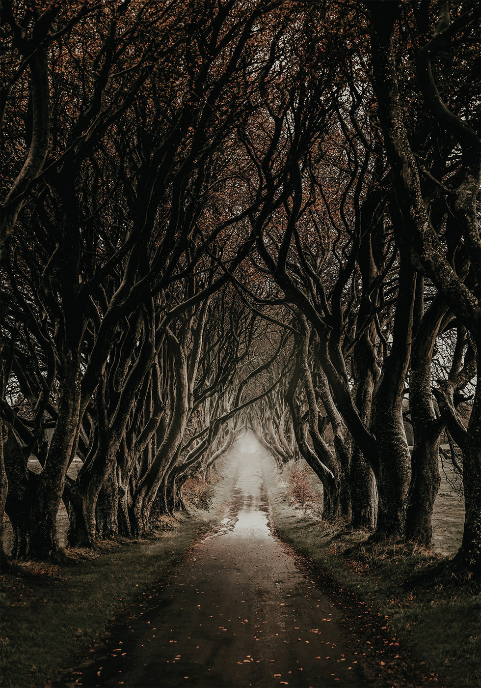 Road Through The Dark Hedges Plakat - Posterbox.dk