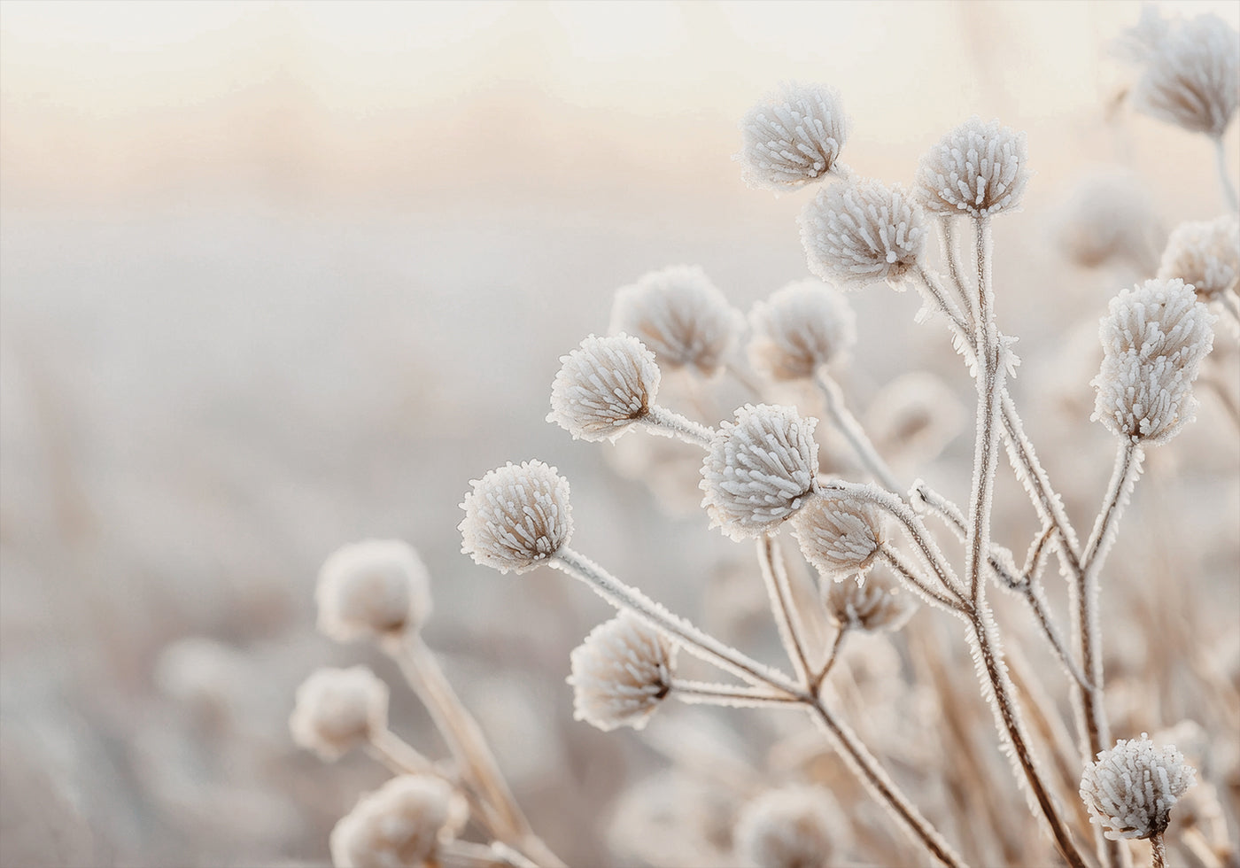 Affiche de fleurs sauvages givrées en hiver