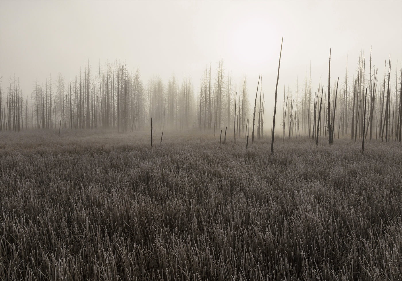Tangled Creek Plakat - Posterbox.dk