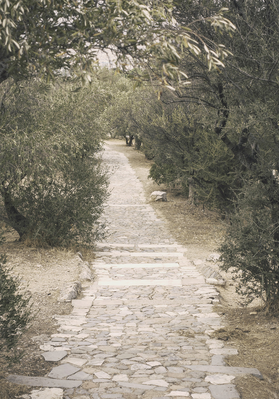 Affiche du Sentier dans le jardin des oliviers 