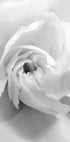 White Rose No. 1 Plakat - Posterbox.dk