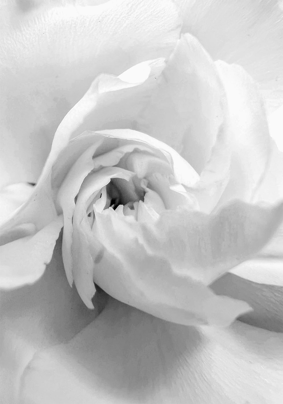 White Rose No. 1 Plakat - Posterbox.dk