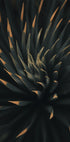 Agavaceae Plakat - Posterbox.dk