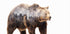 Bear Plakat - Posterbox