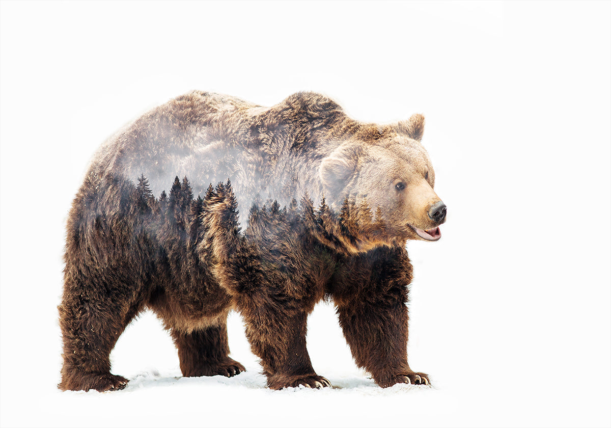 Bear Plakat - Posterbox