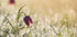 Morningdew - Posterbox