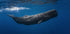 Sperm whale - Posterbox