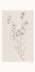 Bellflowers ink drawing Plakat - Posterbox
