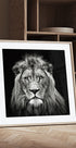Young Male Lion Plakat - Posterbox