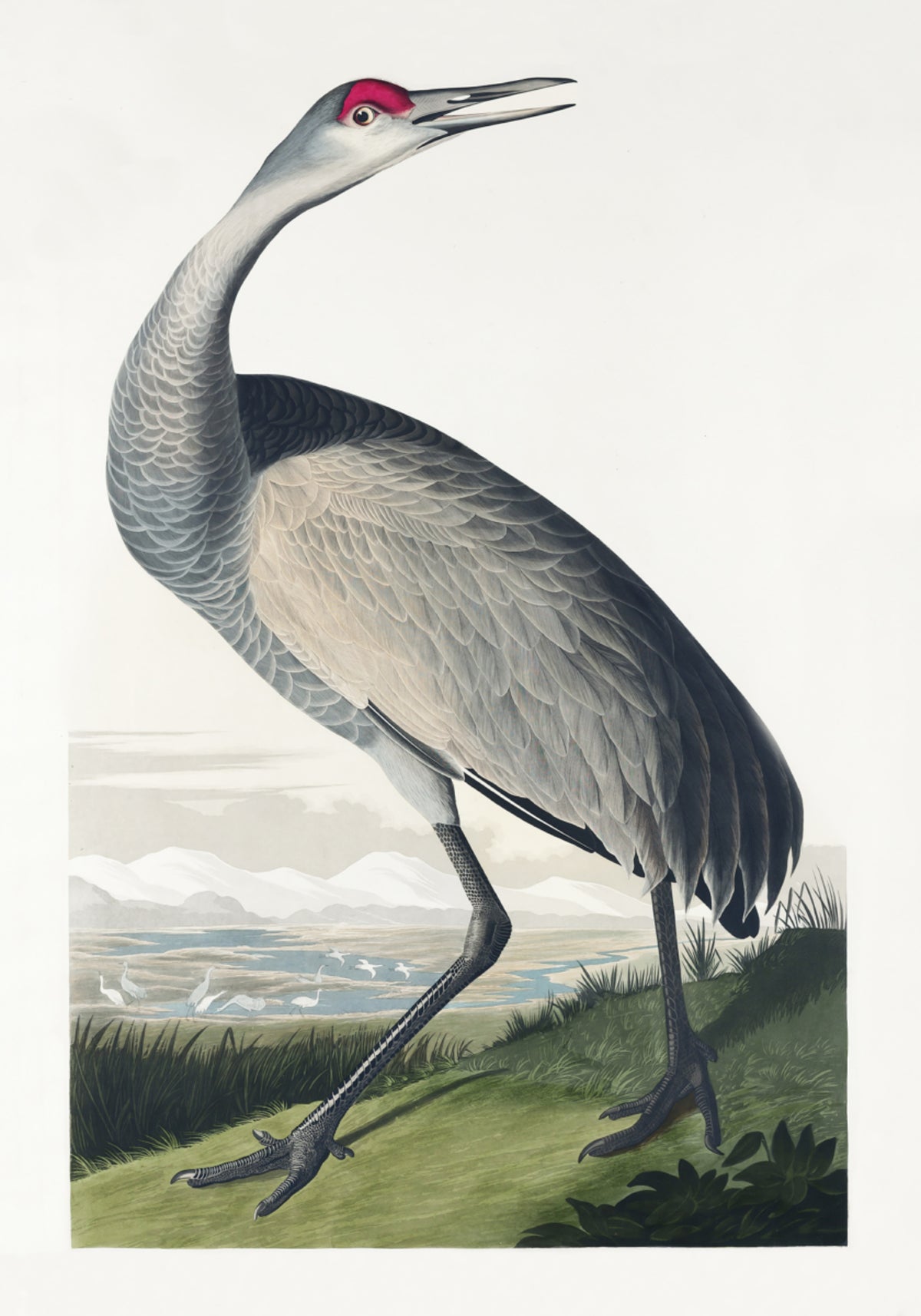 Grue blanche d'après Birds of America (1827)