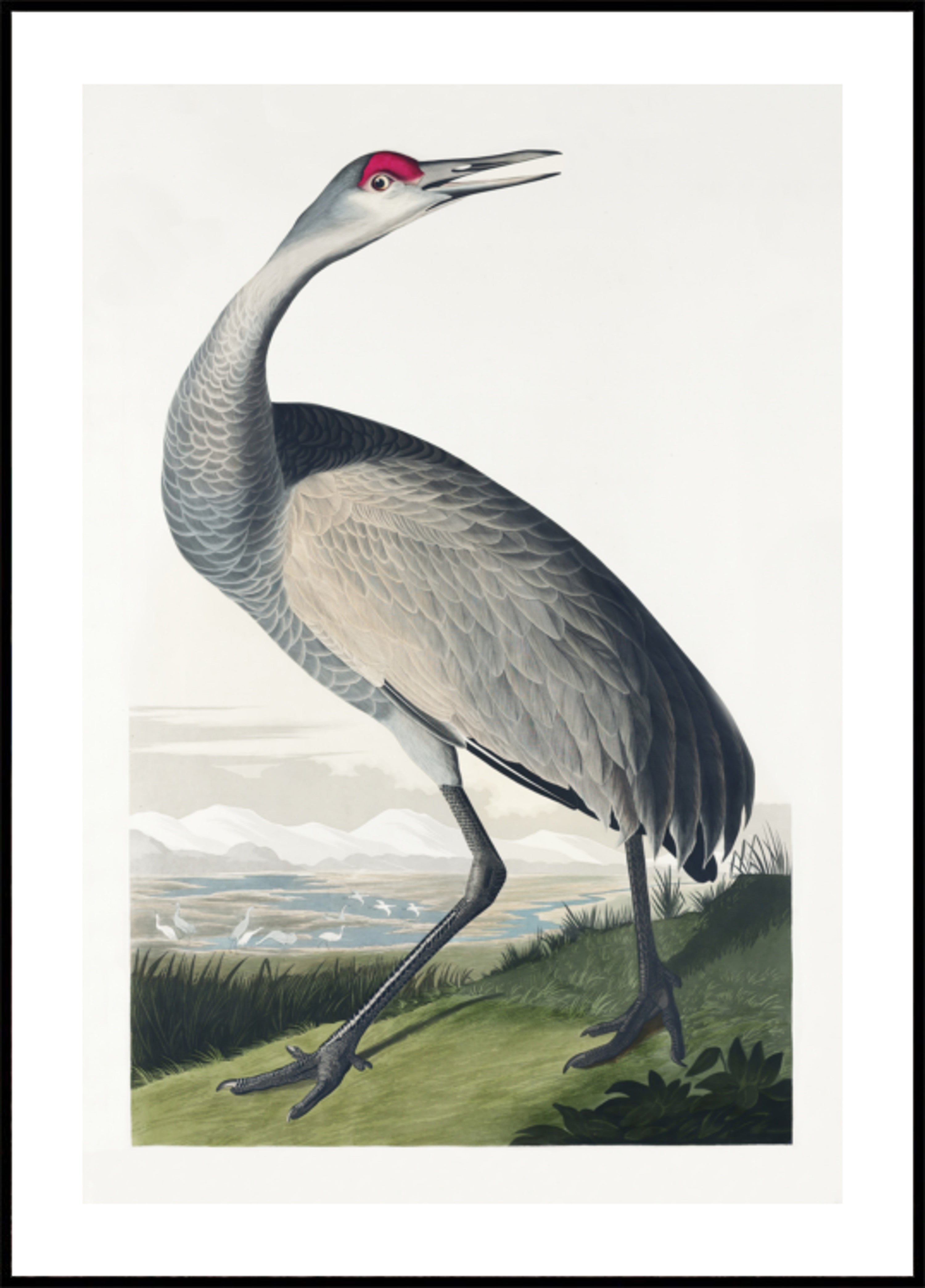 Grue blanche d'après Birds of America (1827)