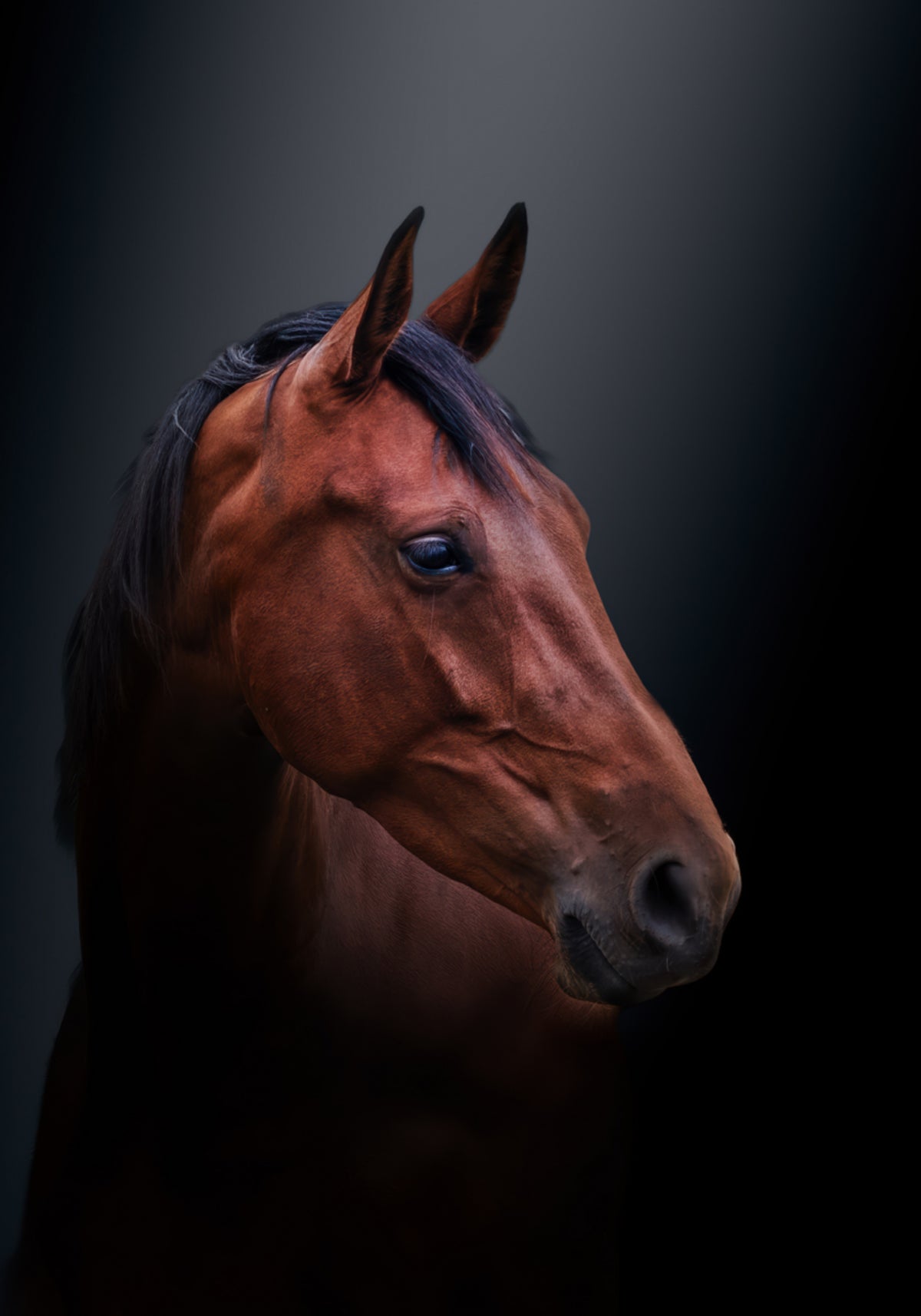 Portrait de cheval de baie noble