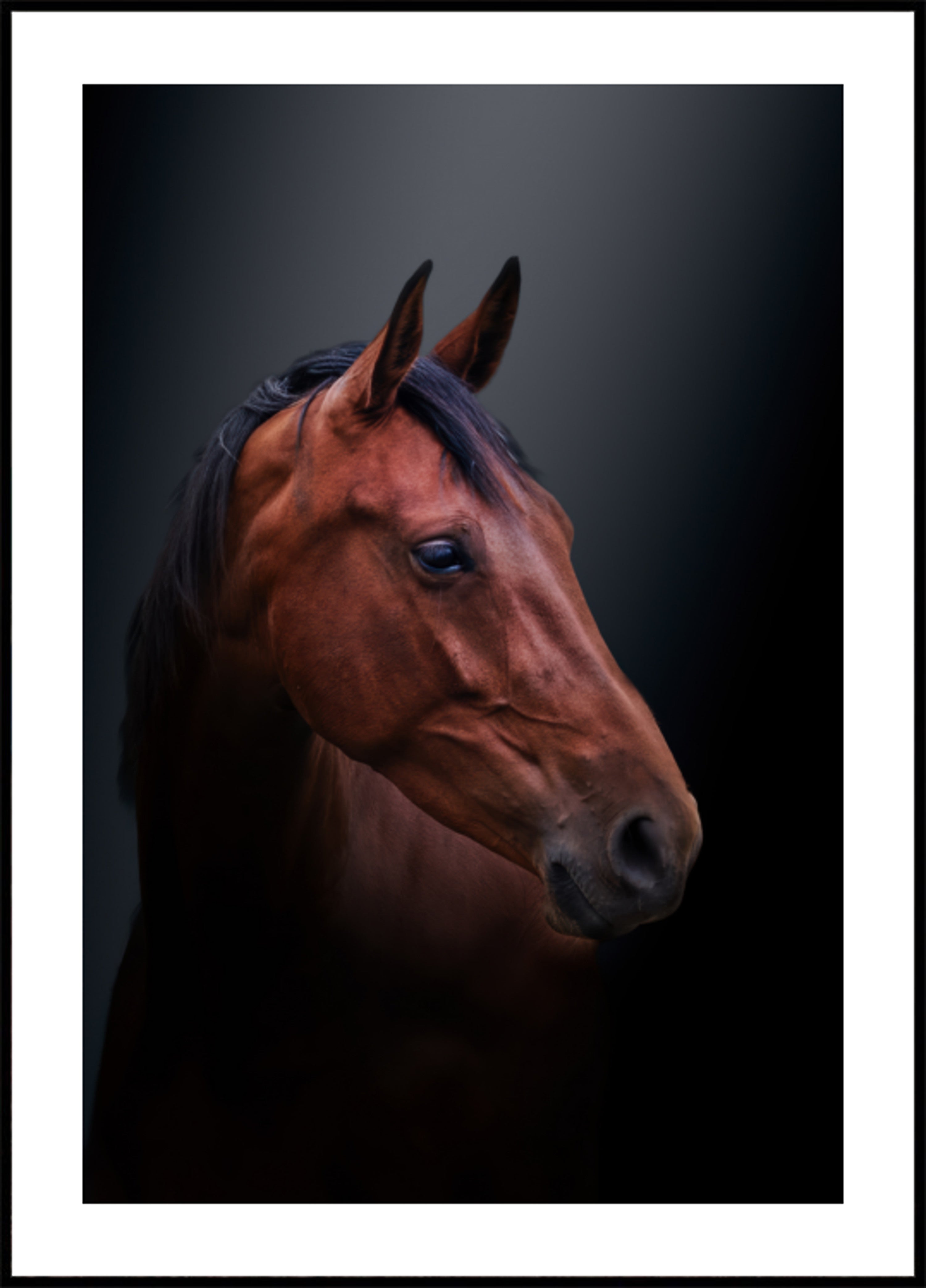 Portrait de cheval de baie noble