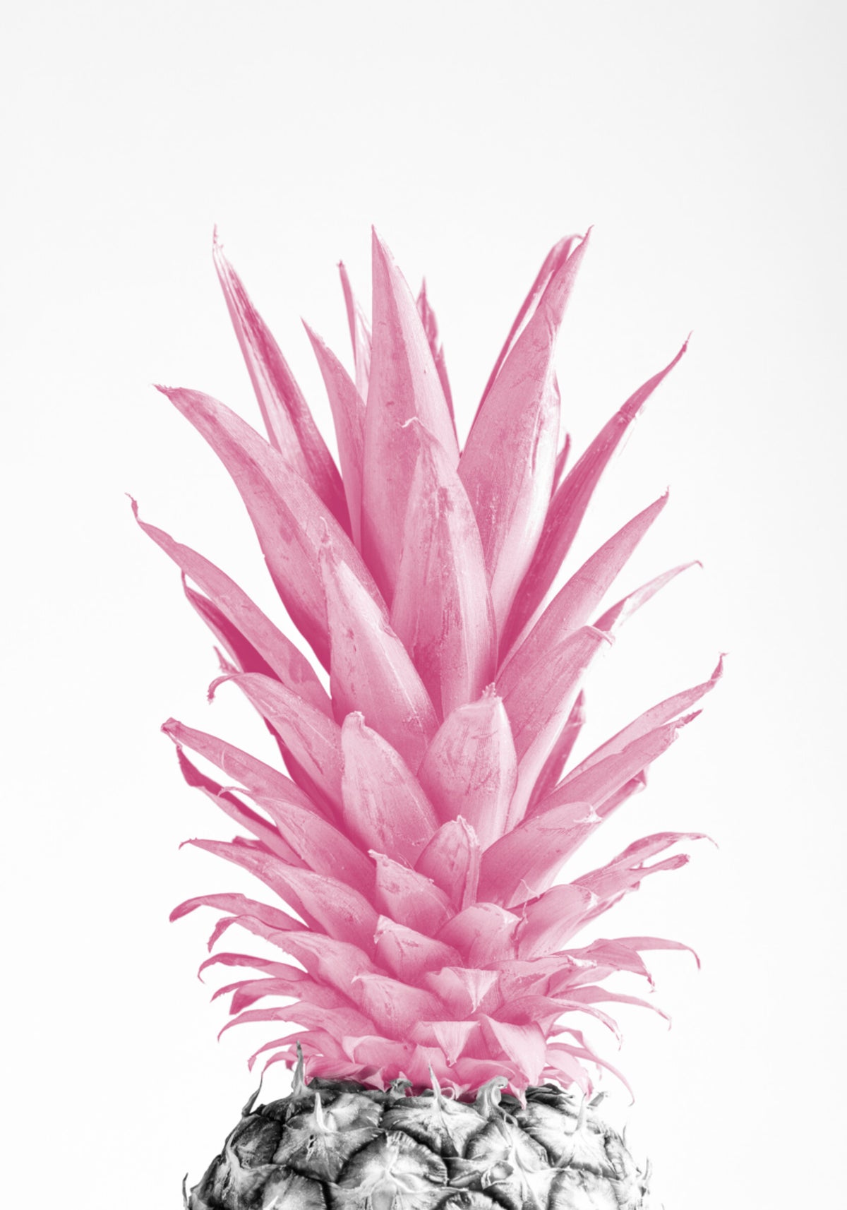 Ananas rose tropical