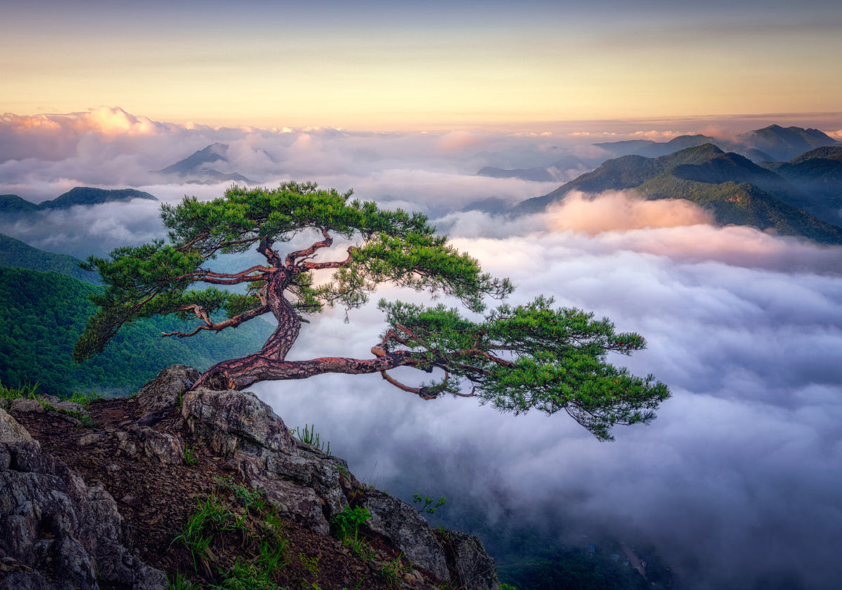 Lever de soleil sur la montagne des arbres anciens