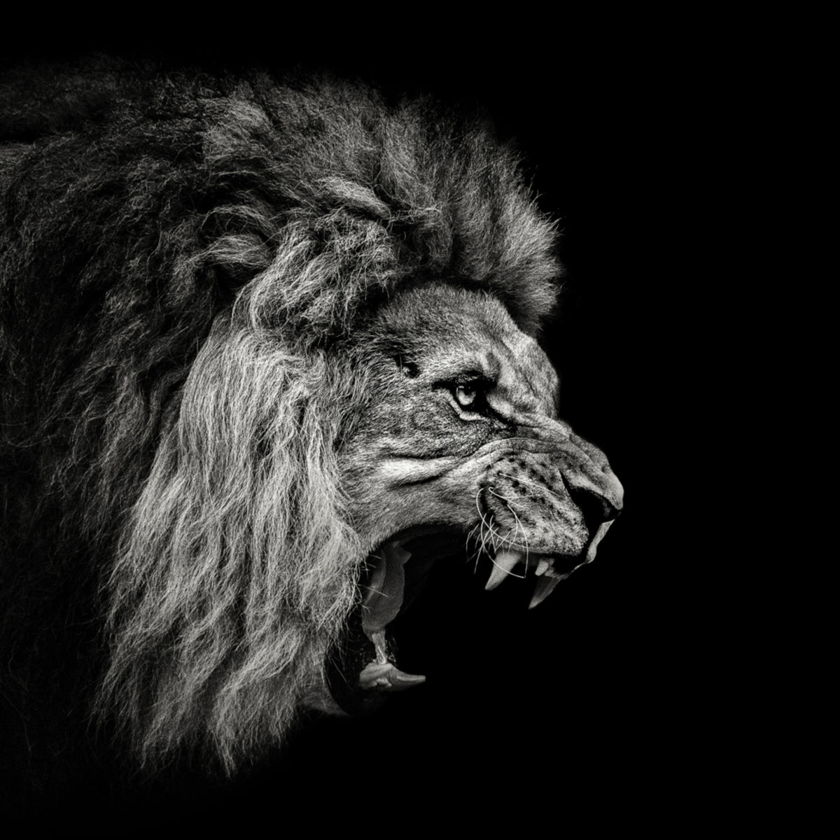 Lion rugissant féroce